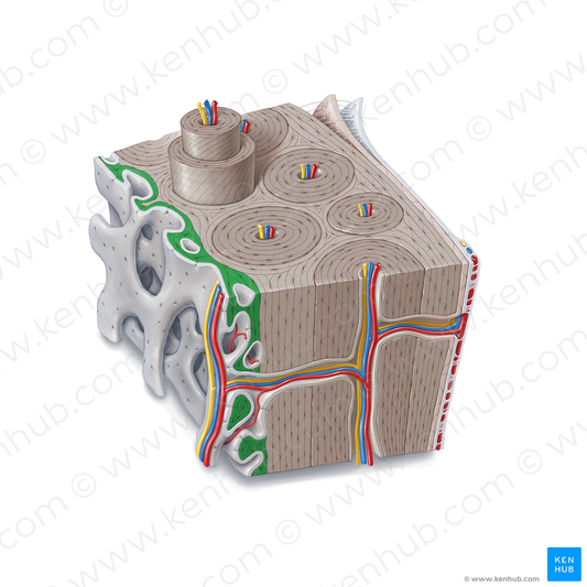 Internal circumferential lamellae (#21362)