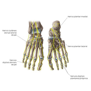 Nerves of the foot (Portuguese)