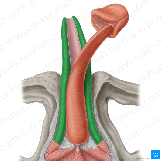 Corpus cavernosum of penis (#2900)