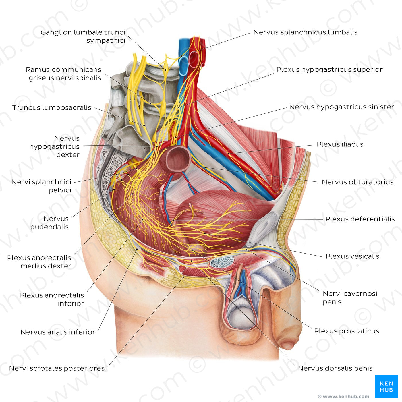 Nerves of the male pelvis (Latin)