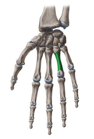 Body of 4th metacarpal bone (#2978)