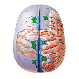 Lateral lacunae of superior sagittal sinus (#4364)