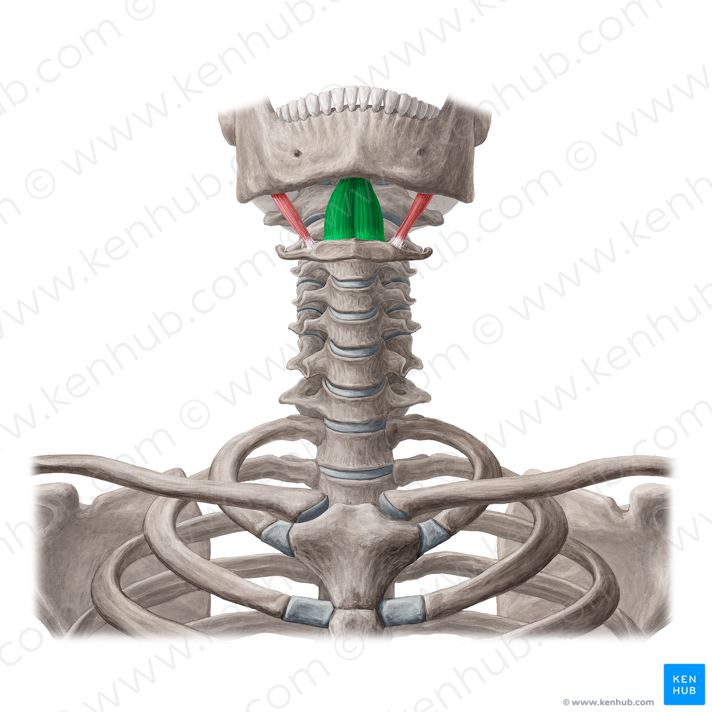 Geniohyoid muscle (#5406)