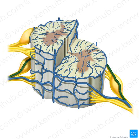 Posterior radicular vein (#10526)