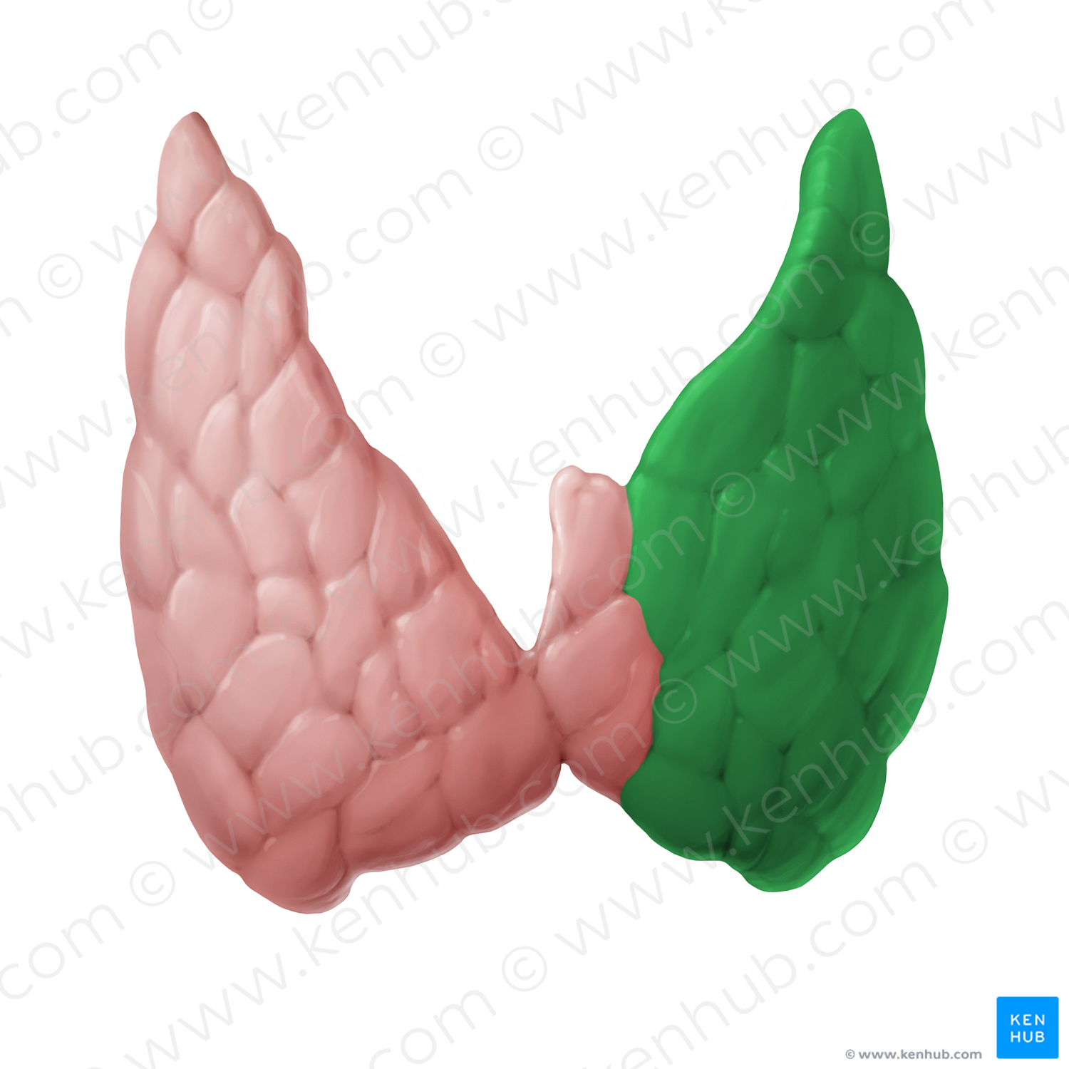 Left lobe of thyroid gland (#14111)