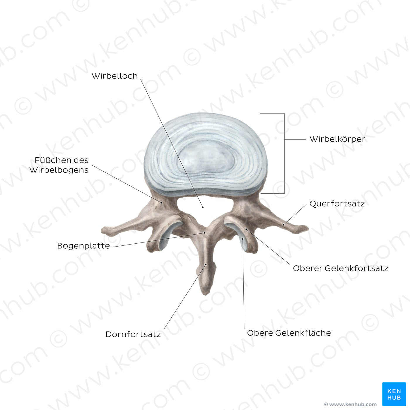 Typical vertebra (German)