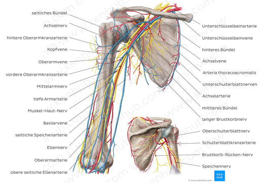 Neurovasculature of the arm and the shoulder (German)