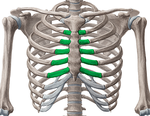 Costal cartilages of 2nd-6th ribs (#2469)