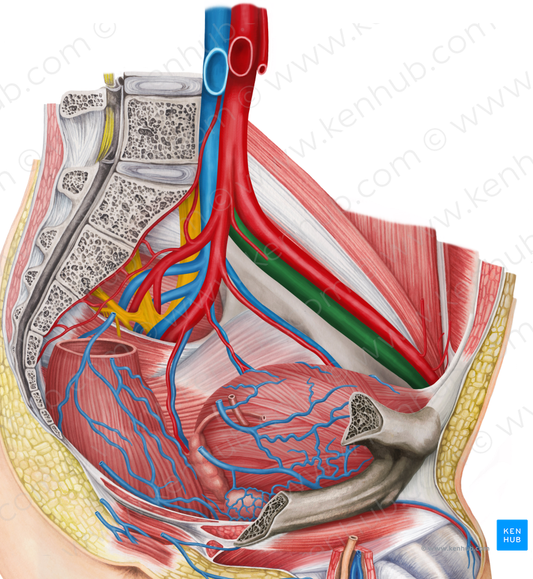 Left external iliac vein (#10307)