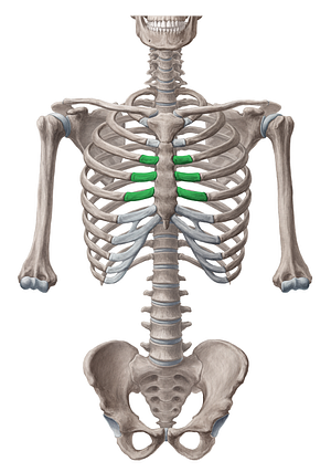 Costal cartilages of 3rd-5th ribs (#2466)