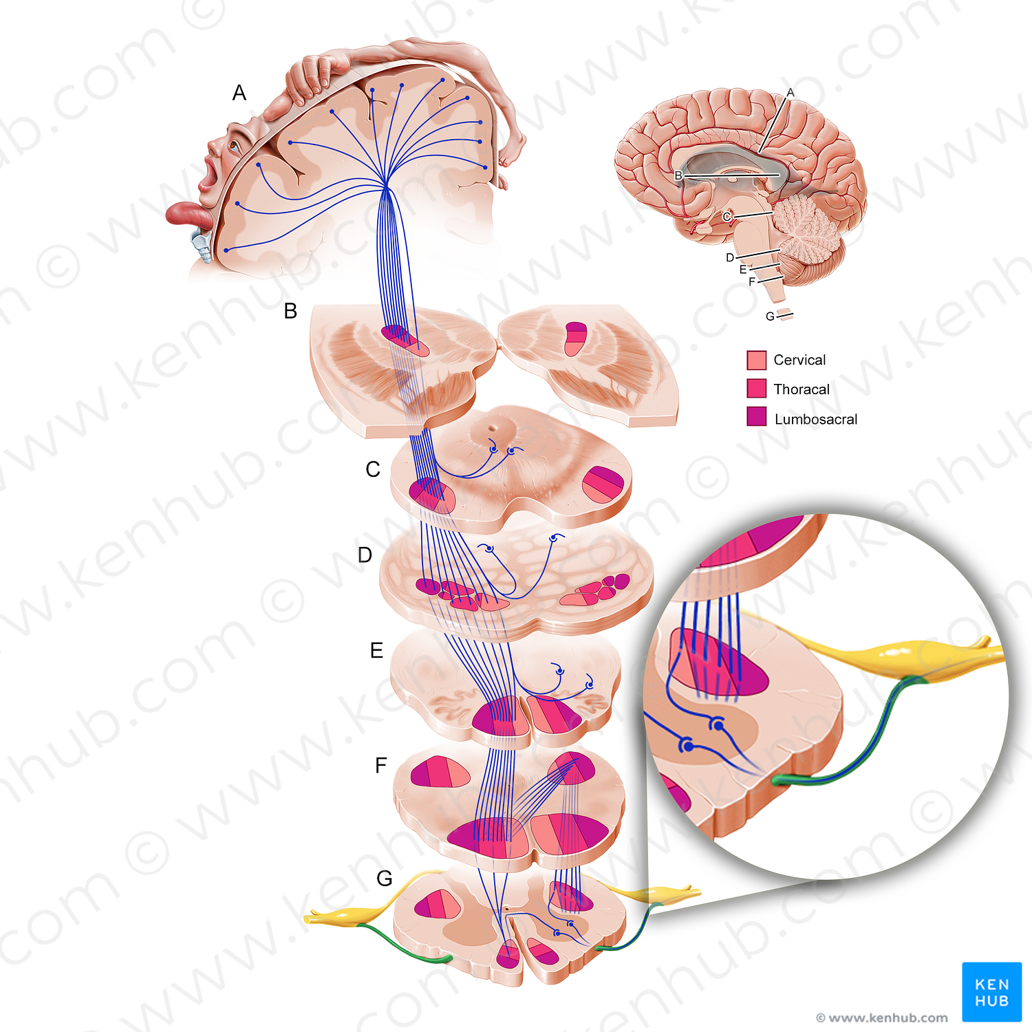 Anterior root of spinal nerve (#11209)