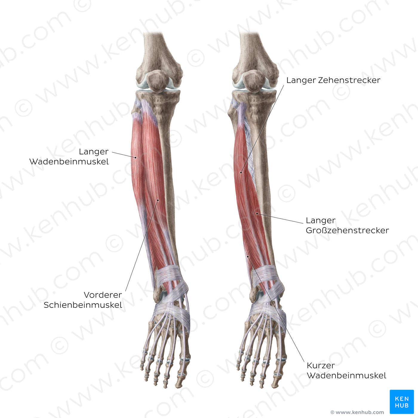 Muscles of the leg (Anterior view) (German)