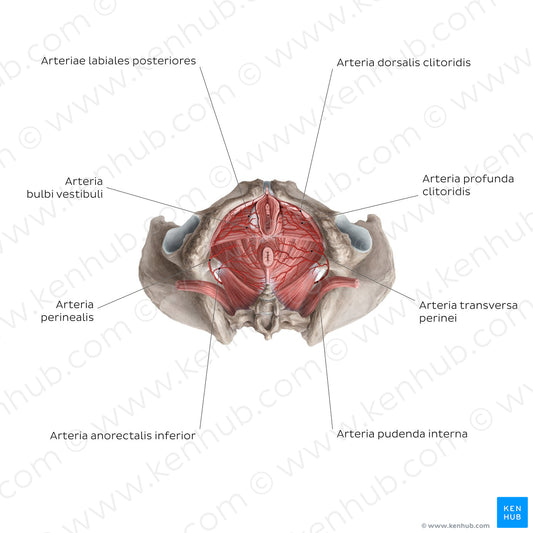 Arteries of the clitoris (Latin)