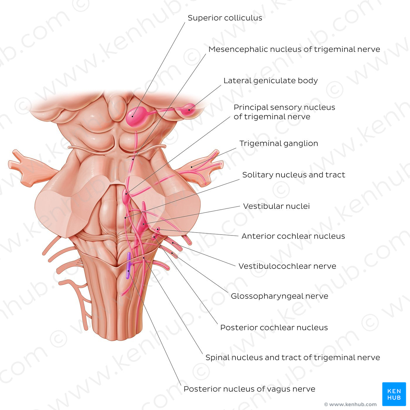 Cranial nerve nuclei - posterior view (afferent) (English)