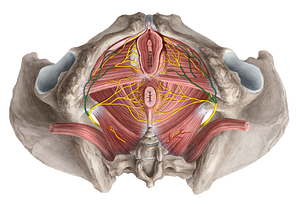 Perineal nerve (#6655)