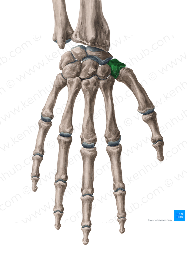Trapezium bone (#7568)