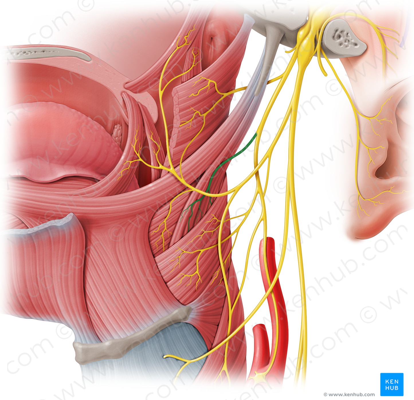 Stylopharyngeal branch of glossopharyngeal nerve (#8535)