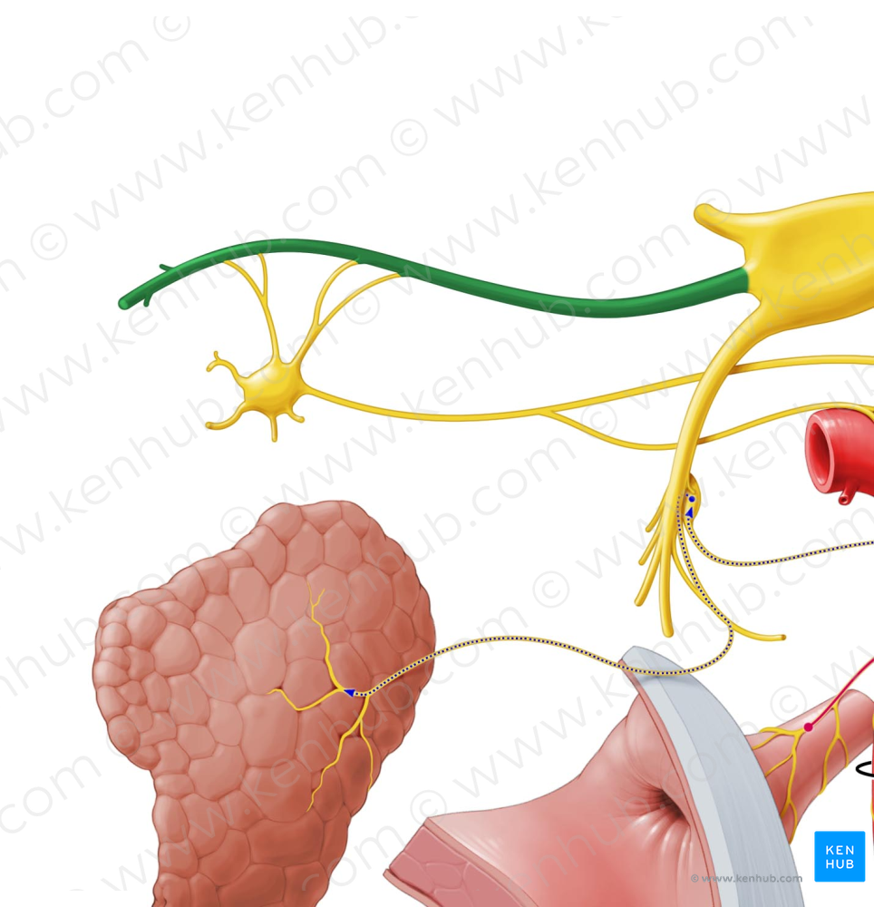 Maxillary nerve (#6554)