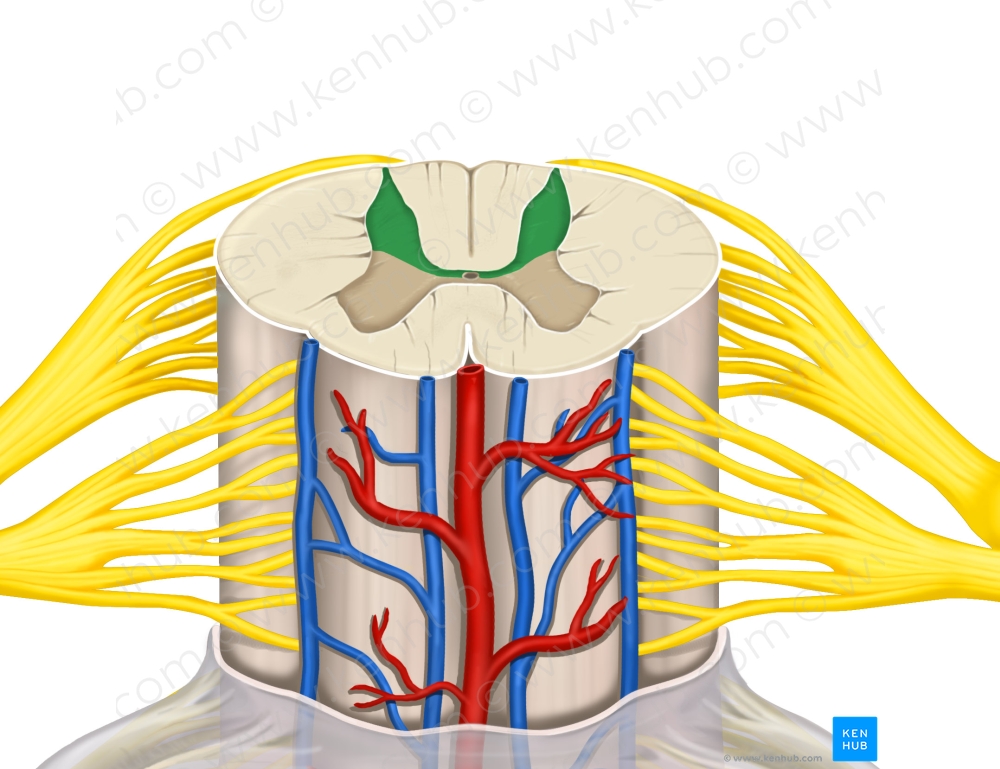 Posterior horn of spinal cord (#2868)