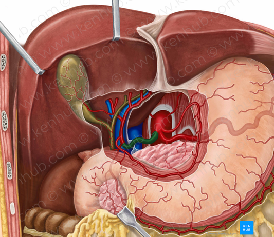 Common hepatic artery (#1337)