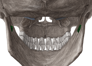 Inferior alveolar foramen of mandible (#3763)