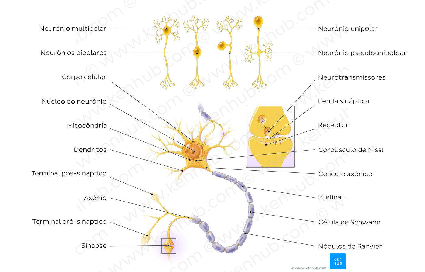 Neurons: Structure and types (Portuguese)
