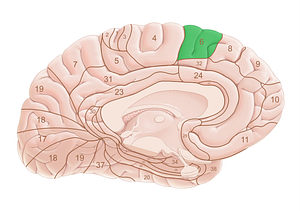 Brodmann area 6 (#18012)