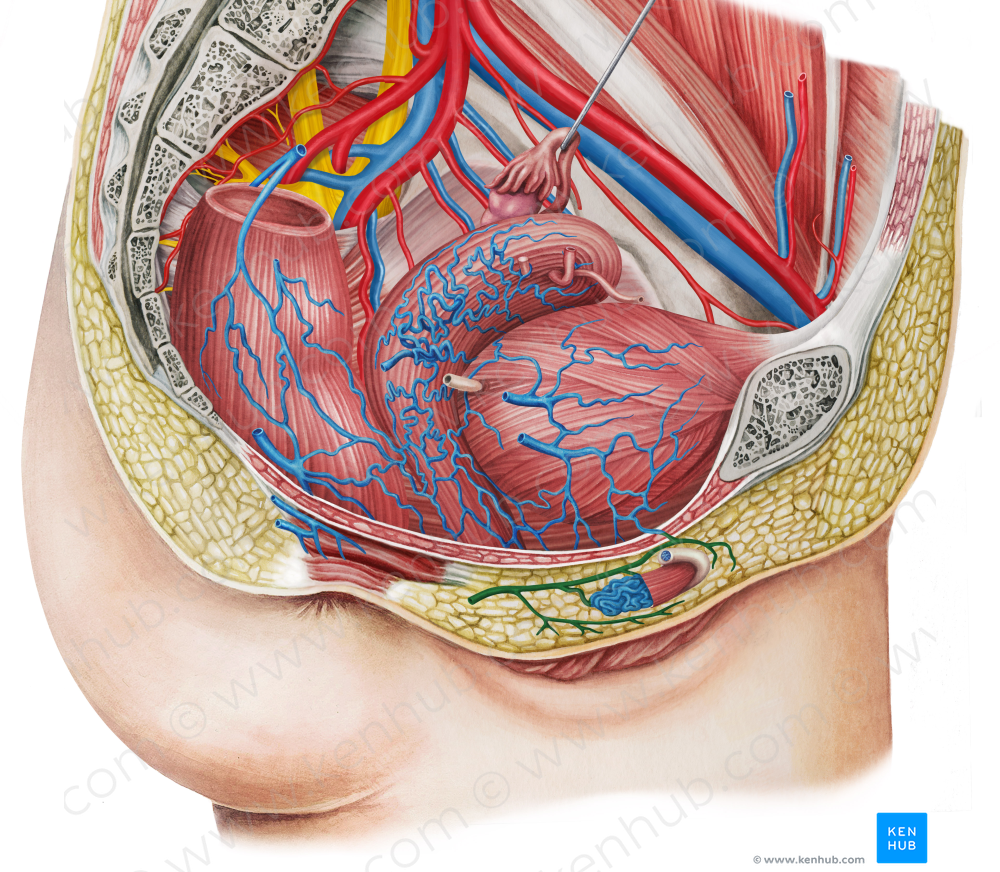 Right internal pudendal vein (#10505)