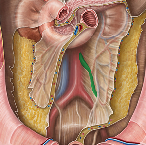 Inferior mesenteric artery (#1524)
