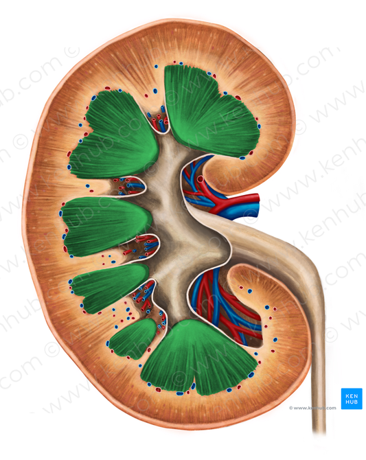 Renal medulla (#5012)