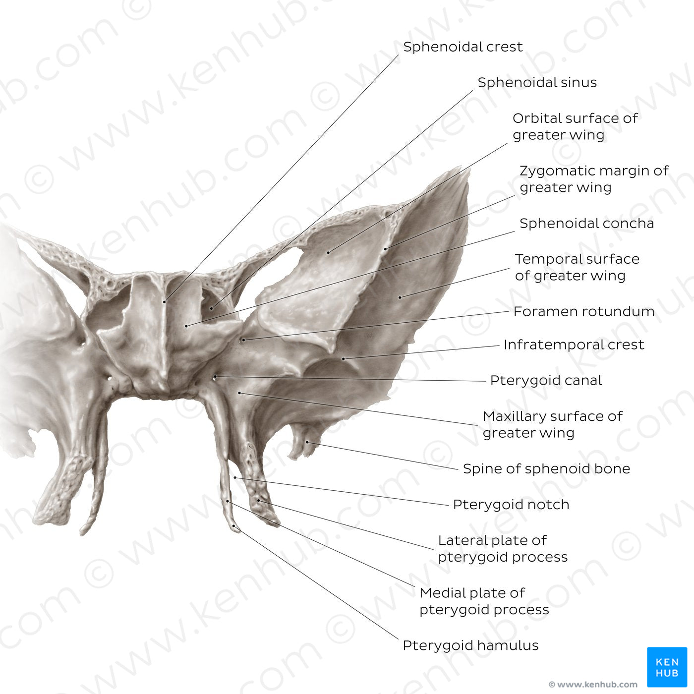 Sphenoid bone (anterior view) (English)