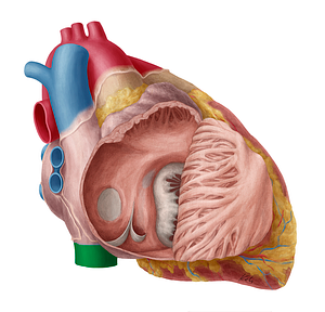 Inferior vena cava (#10065)