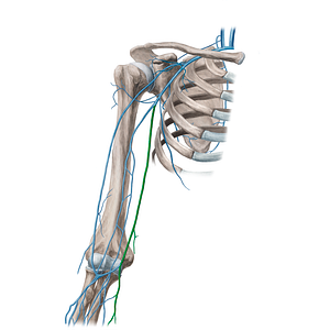 Basilic vein (#9990)