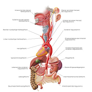 Vagus nerve: lower cervical and thoracoabdominal parts (German)