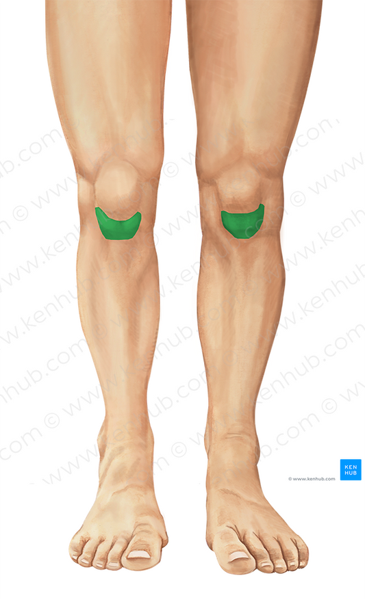 Tibial tuberosity (#9790)