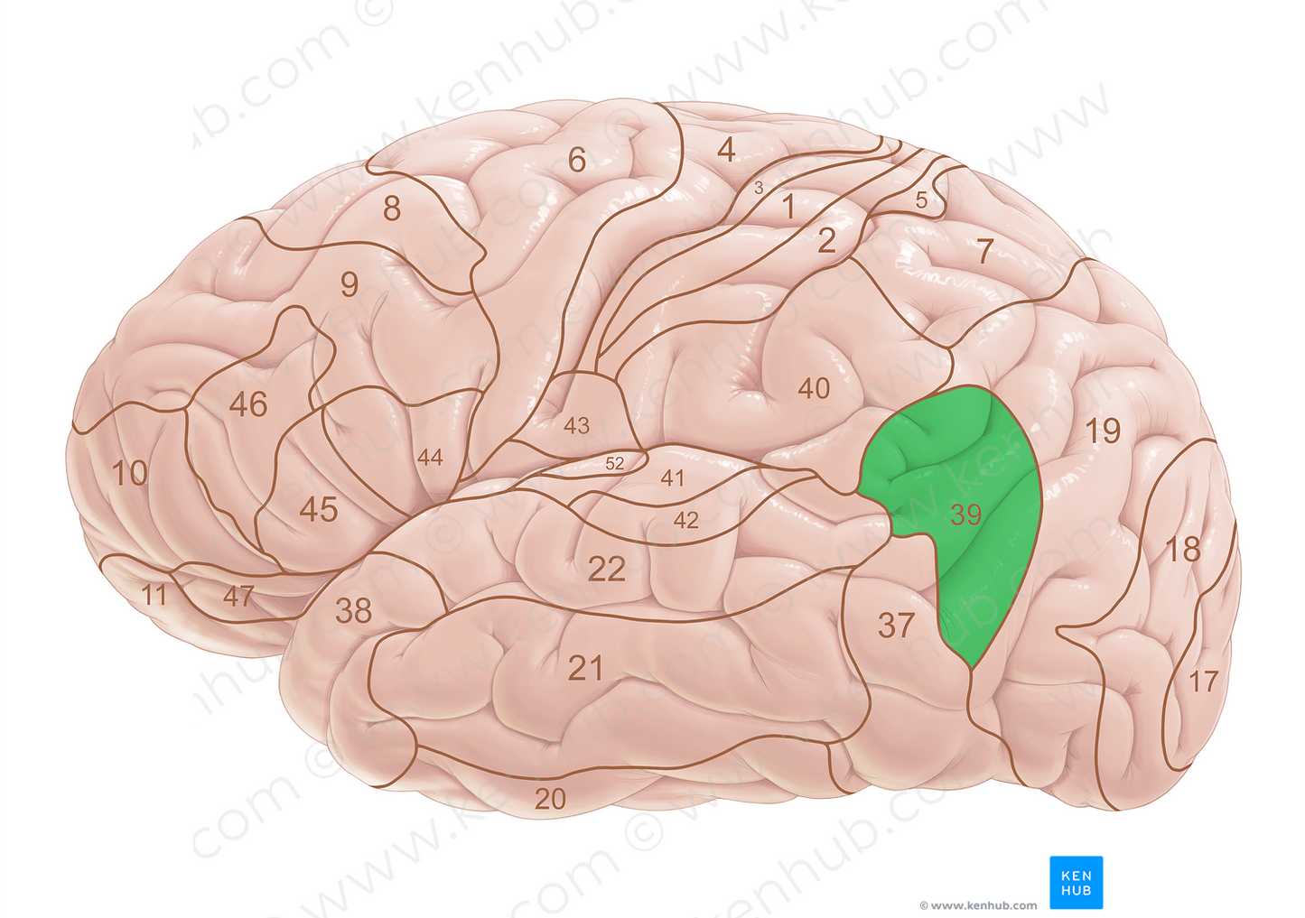 Brodmann area 39 (#18052)