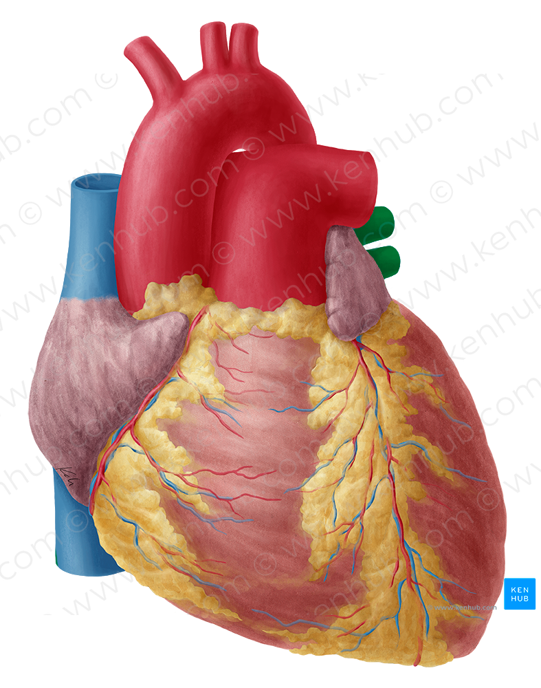 Left pulmonary veins (#10208)
