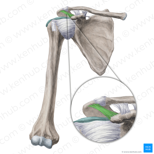 Coracoacromial ligament (#4501)