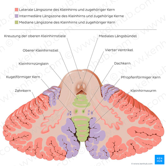 Cerebellar nuclei (German)