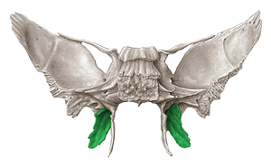 Lateral plate of pterygoid process of sphenoid bone (#4394)