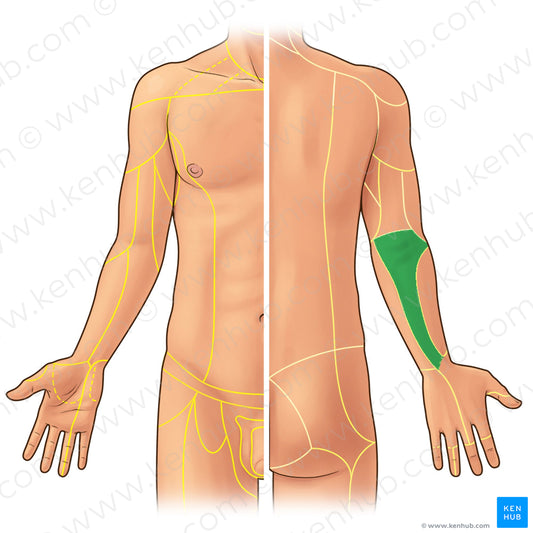 Posterior antebrachial cutaneous nerve (#21925)