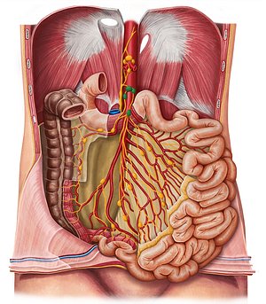 Superior mesenteric lymph nodes (#7058)