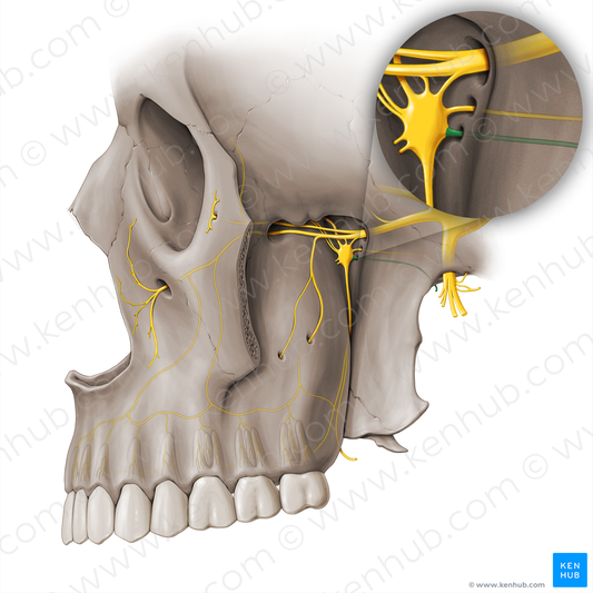 Pharyngeal nerve (#18470)