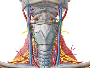 Superior thyroid vein (#10652)