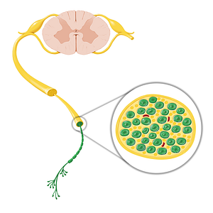 Peripheral myelinated axon/nerve fiber (#20767)