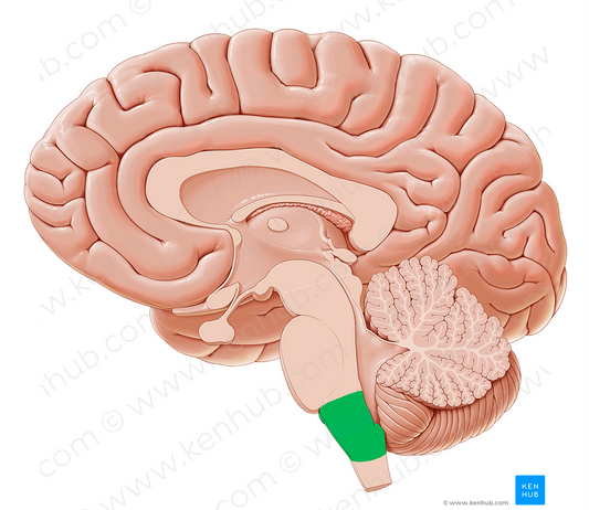 Medulla oblongata (#4999)