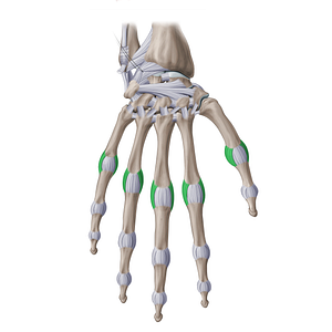 Proper collateral metacarpophalangeal ligaments (#20950)