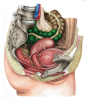 Sigmoid colon (#2740)