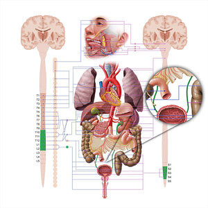 Ureter (#18592)