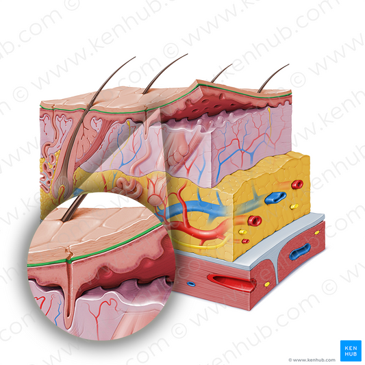 Stratum lucidum of epidermis (#20128)